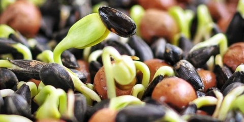 Mikrozeleni suncokret: koristi i štete, kako klijati za hranu